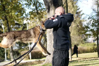 Szkolenie Psów Wydra, Szkoła dla psów, Psie przedszkole Zielona Góra